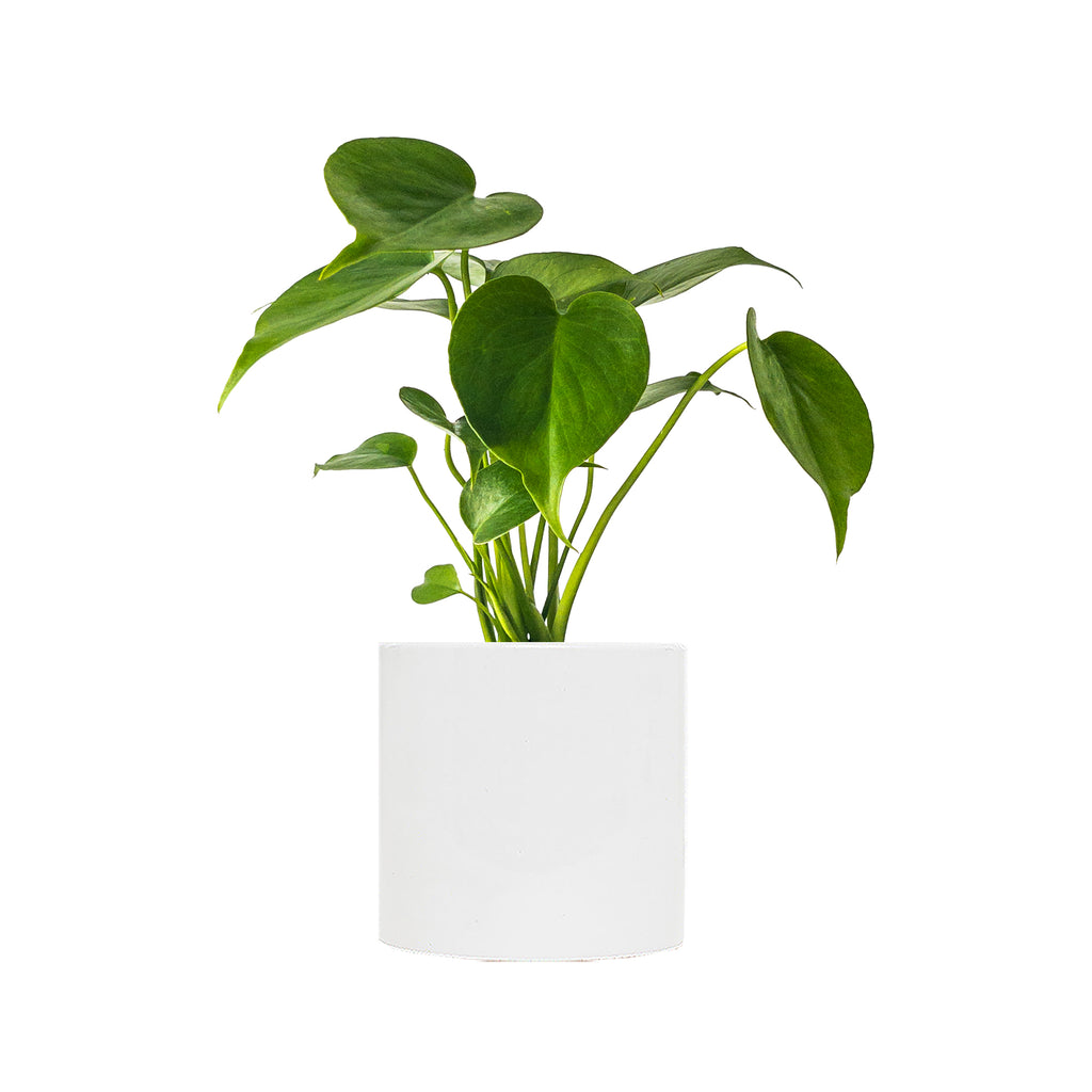 Monstera Deliciosa Small