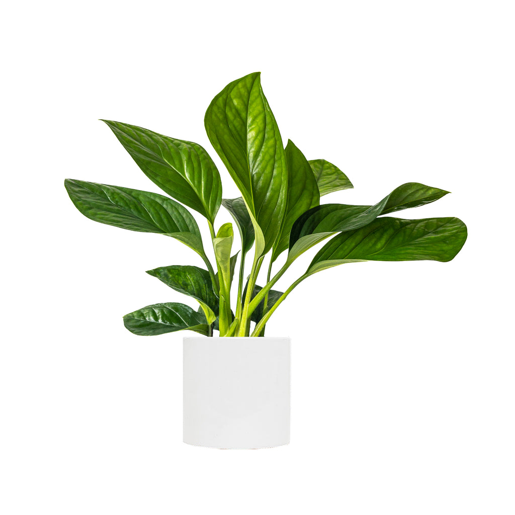 Monstera Siam Small