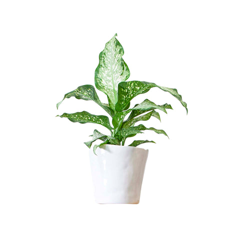 "Mottled" Pot