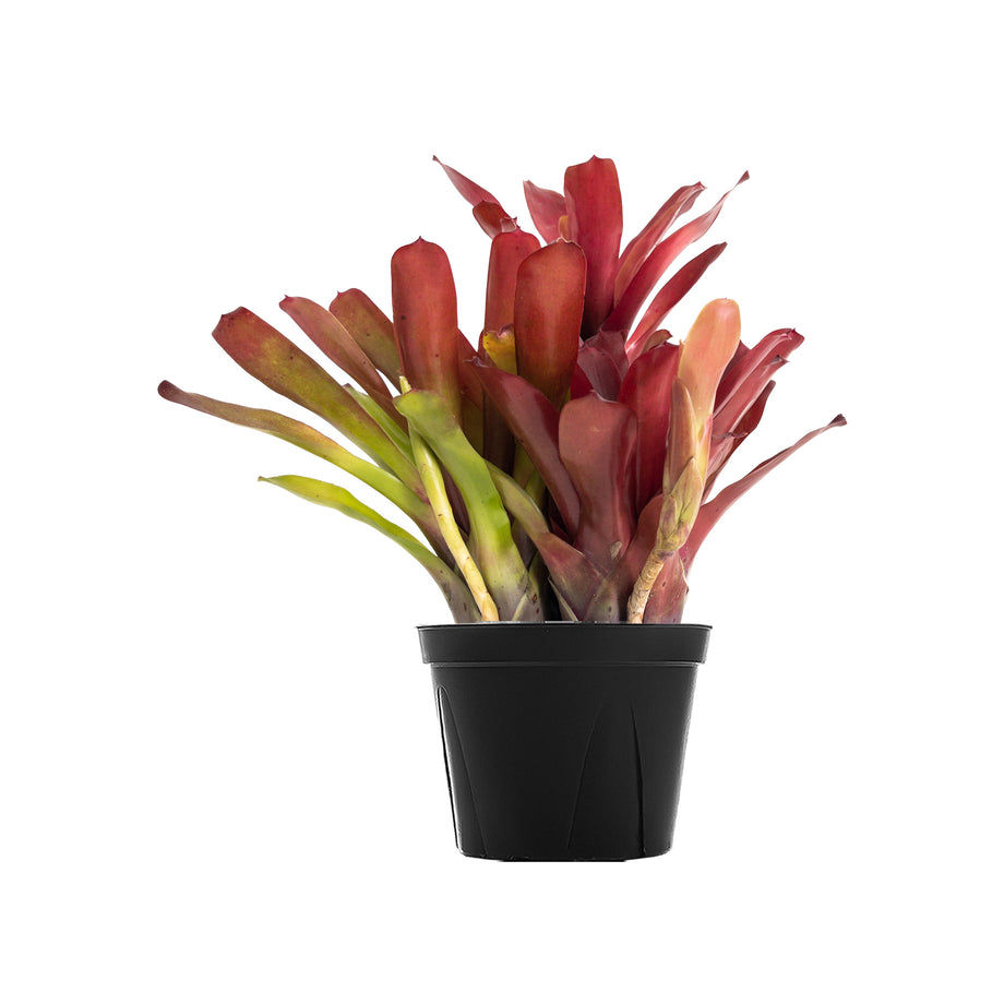 Neoregelia 'Super Fireball' Indoor Plants Online Planterina
