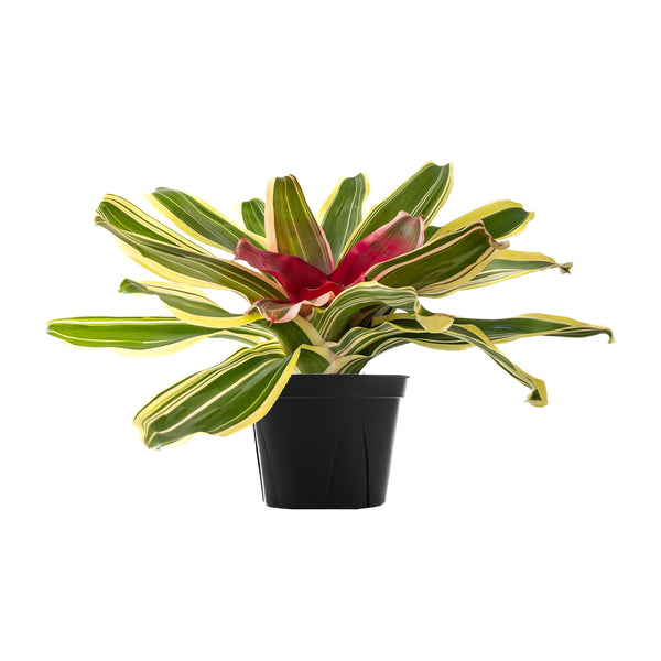 Neoregelia 'Valentine' Large