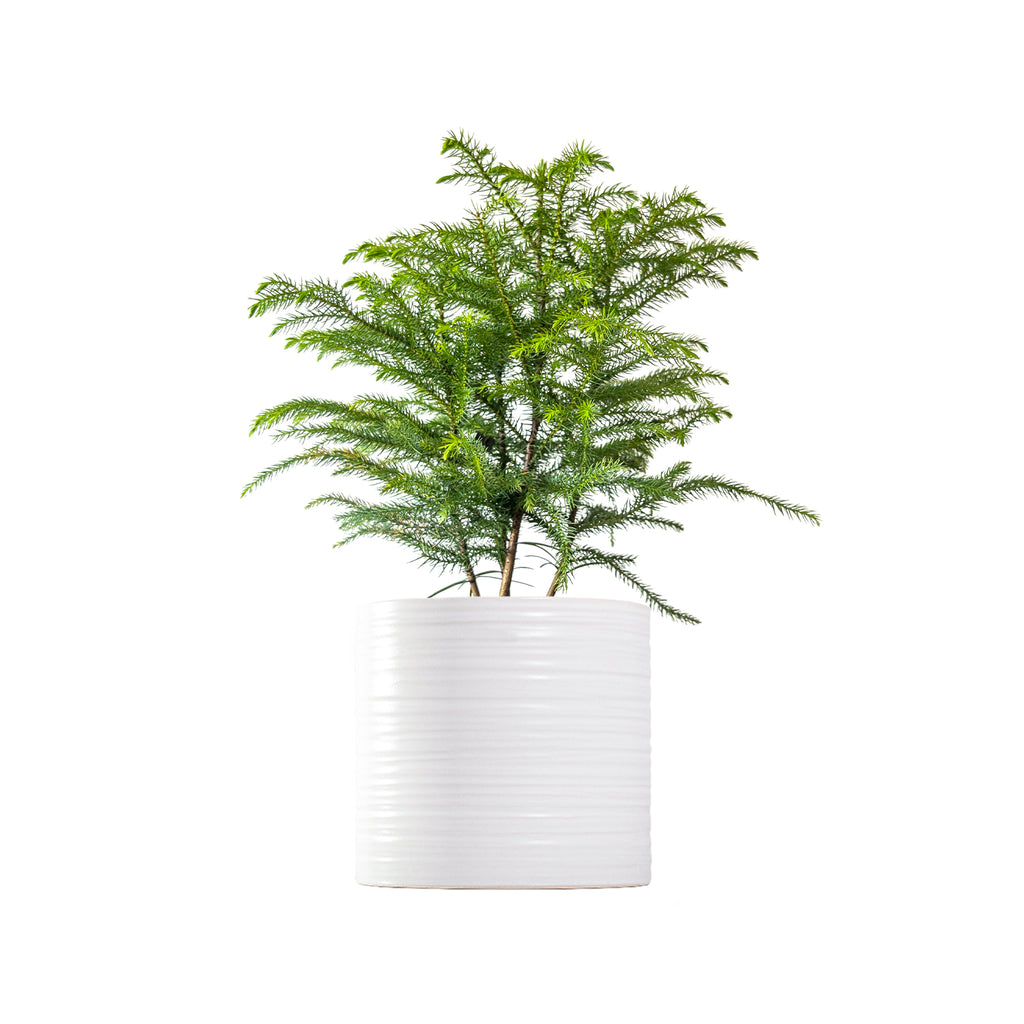 Norfolk Island Pine Large