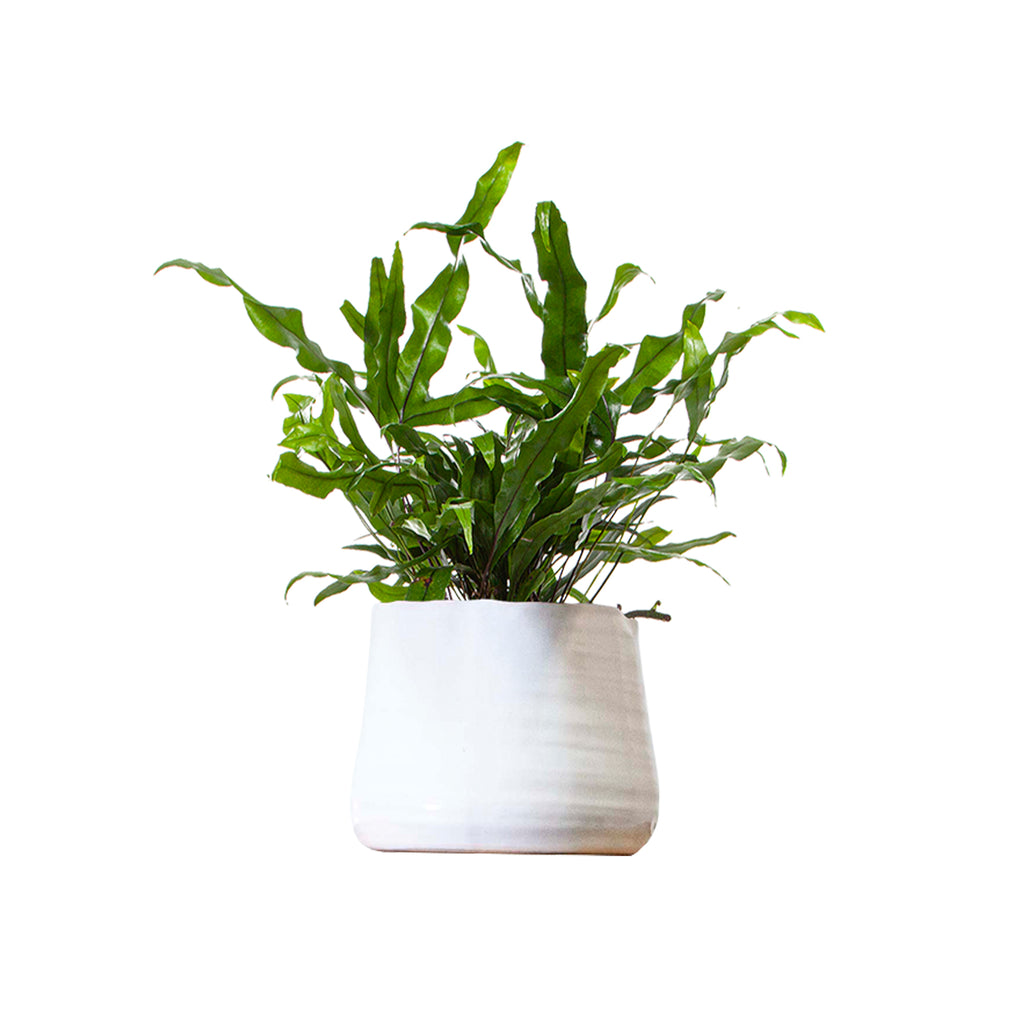 Pot | Indoor Pots | Planterina