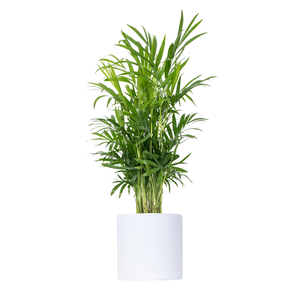 Parlor Palm Small