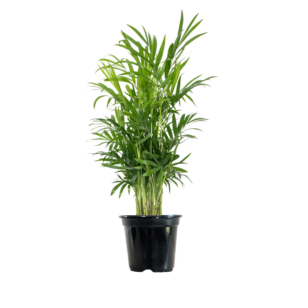 Parlor Palm Small