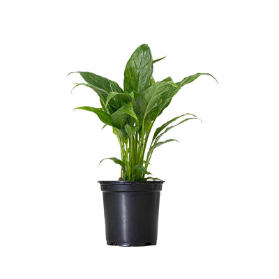 Peace Lily Domino Large
