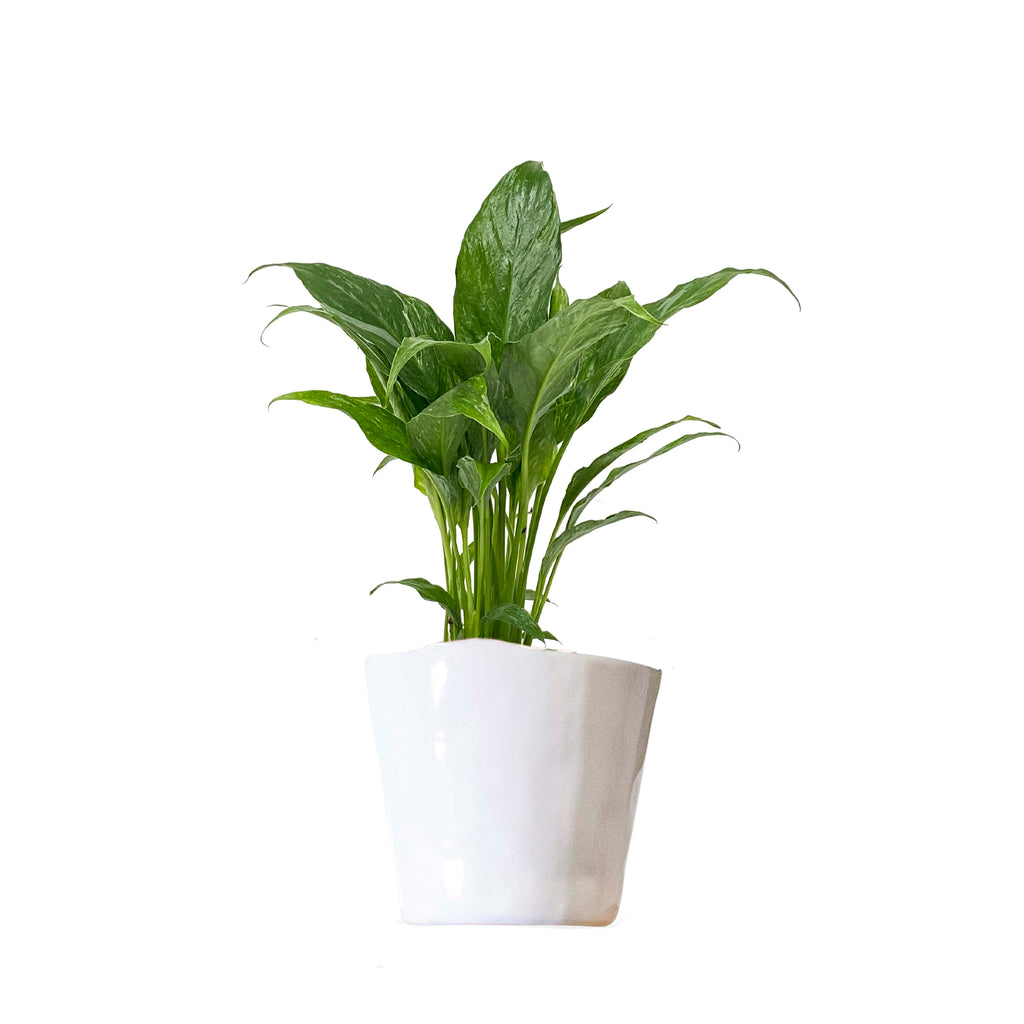 Peace Lily Domino Small