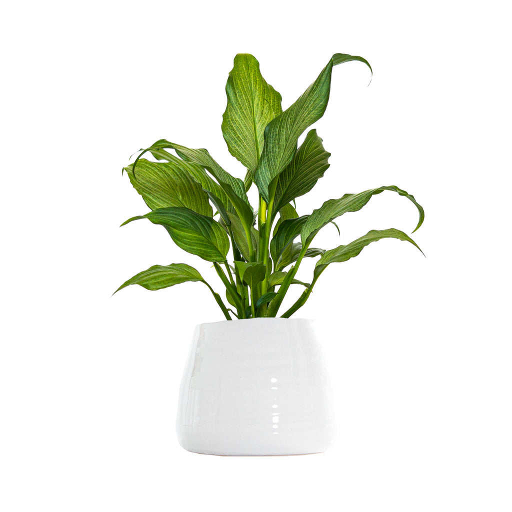 Small Peace Lily Platinum Mist