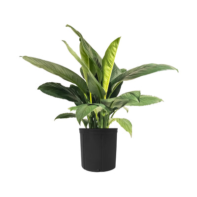 Spathiphyllum Sensation Extra Large