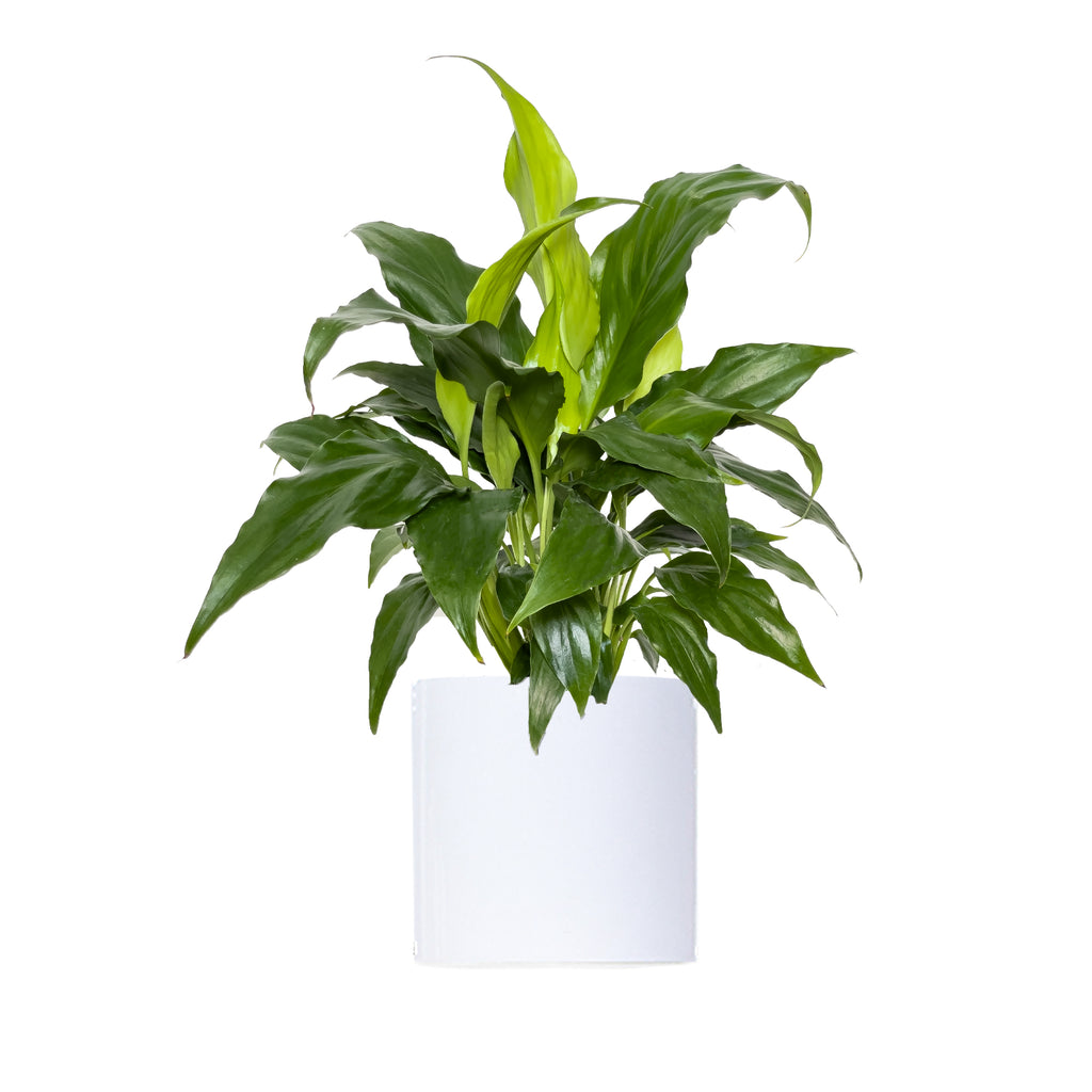 Peace Lily Sweet Chico Small
