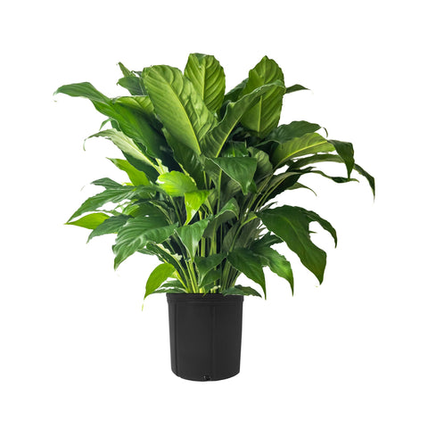 Peace Lily Sweet Chico Extra Large