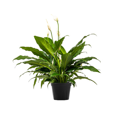 Peace Lily Sweet Chico Large