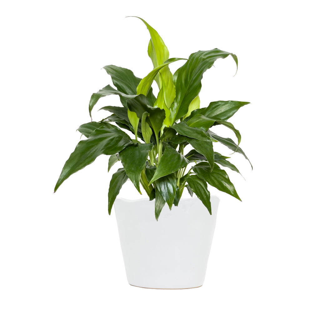 Peace Lily Sweet Chico Small