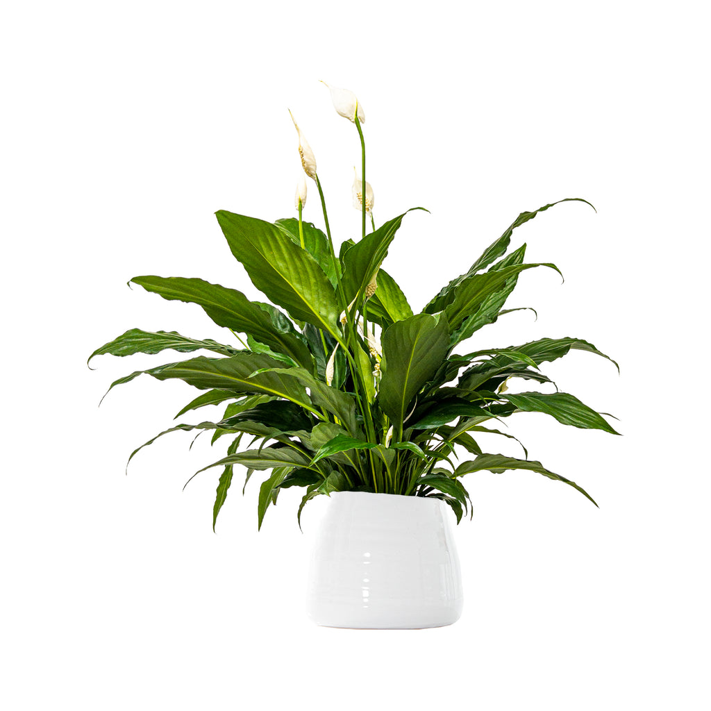 Peace Lily Sweet Chico Large