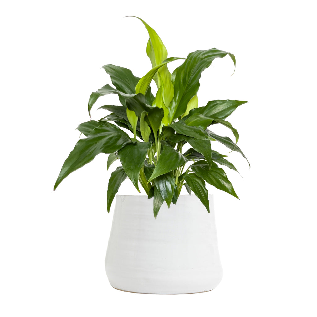Peace Lily Sweet Chico Small