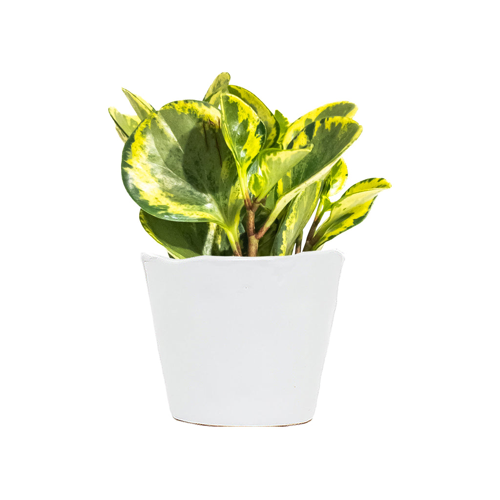 Peperomia Golden Gate