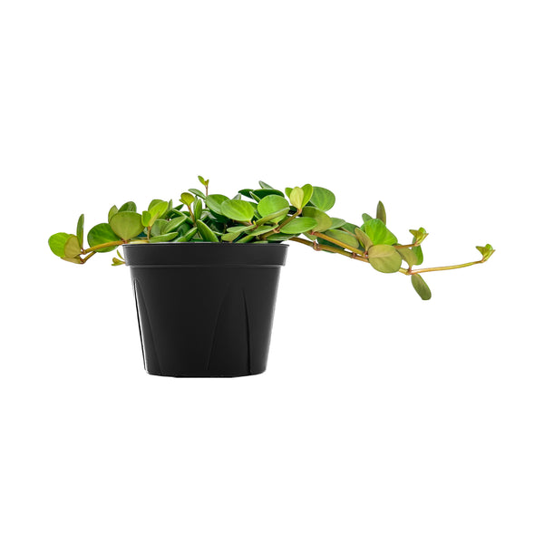 Peperomia Hope Extra Large