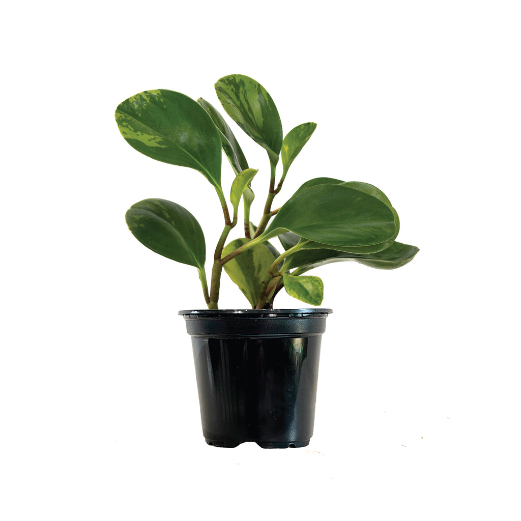 Peperomia Marble Mini