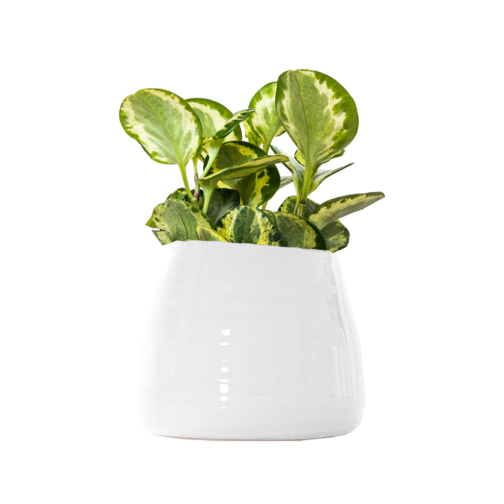 Peperomia Marble Large