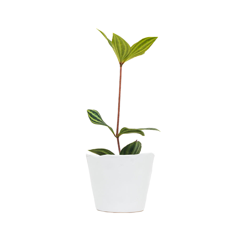 Peperomia Parallel Plant Mini
