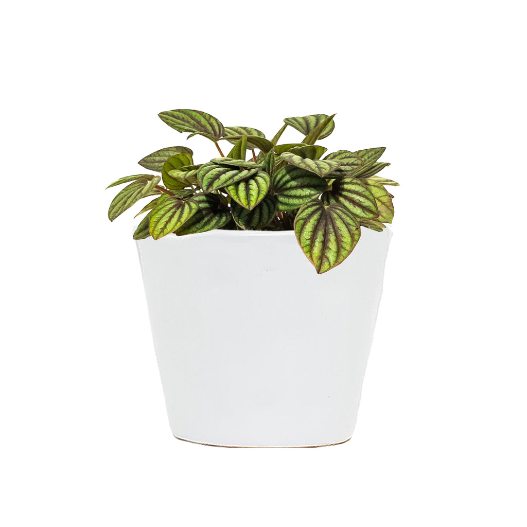 Peperomia Piccolo Banda Small