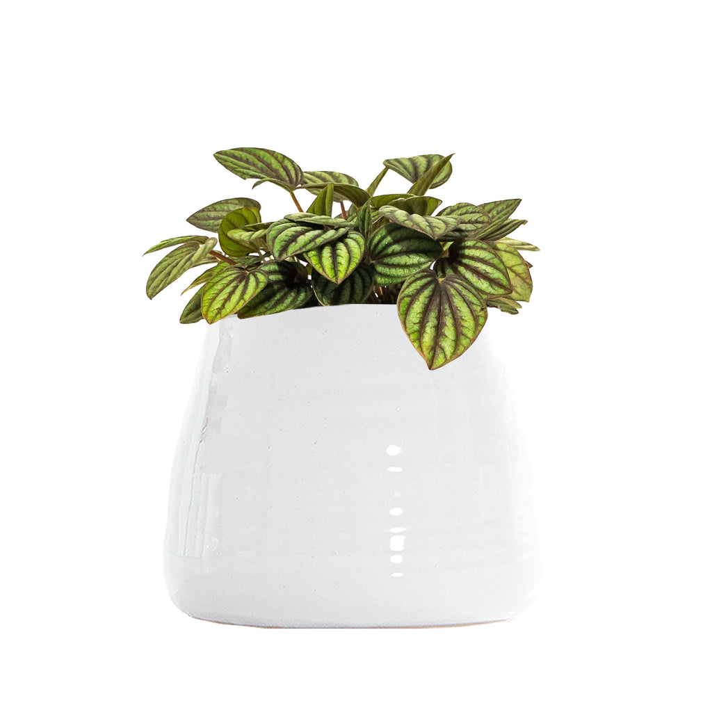 Peperomia Piccolo Banda Small