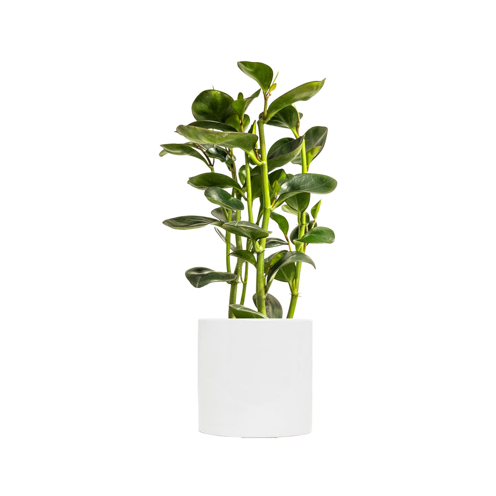 Peperomia Red Edge Large