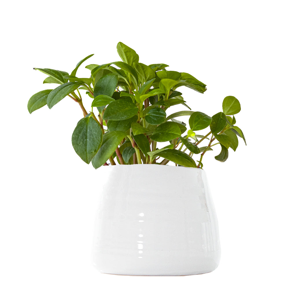 Peperomia Cubensis Small