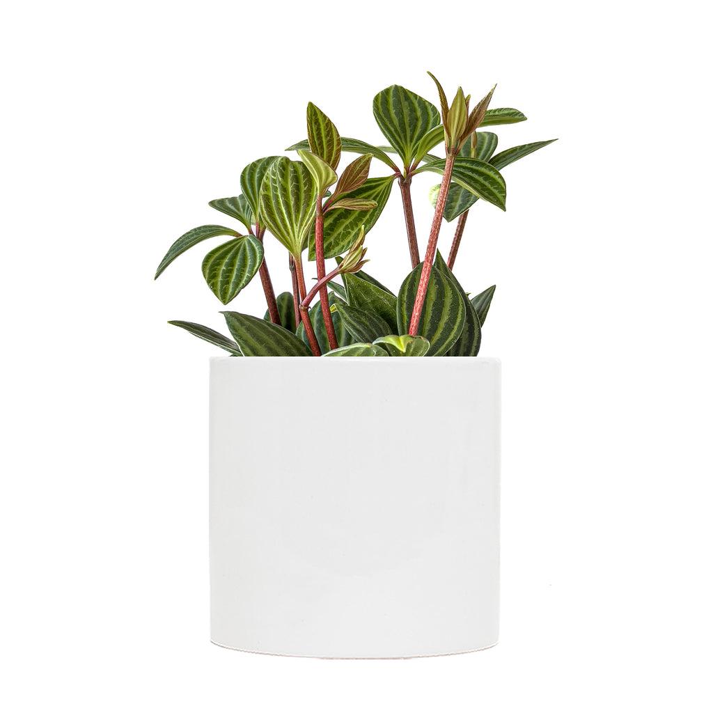 Peperomia Parallel Small