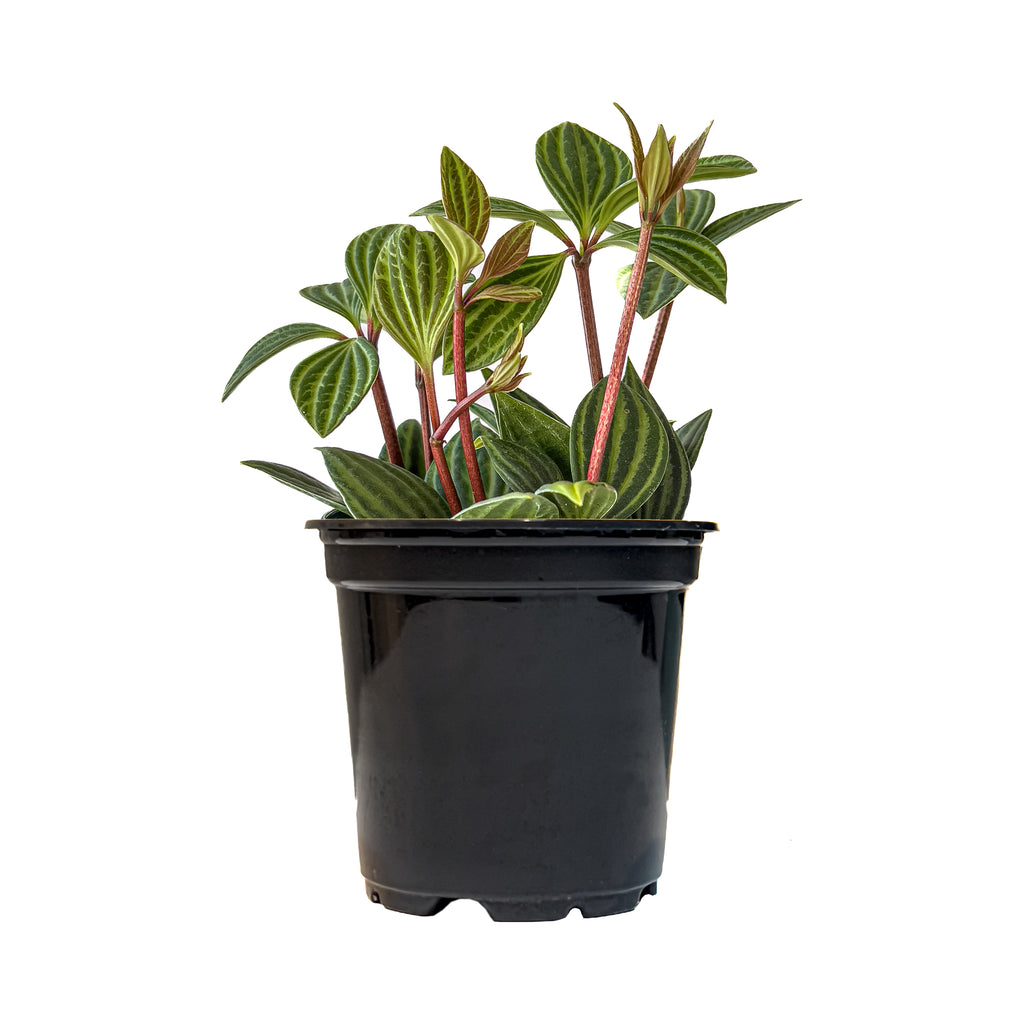 Peperomia Parallel Small
