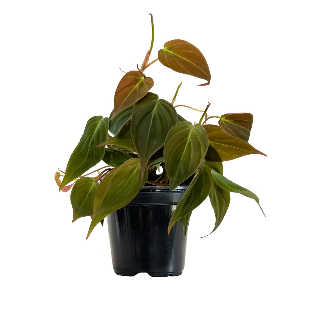 Philodendron Micans Small