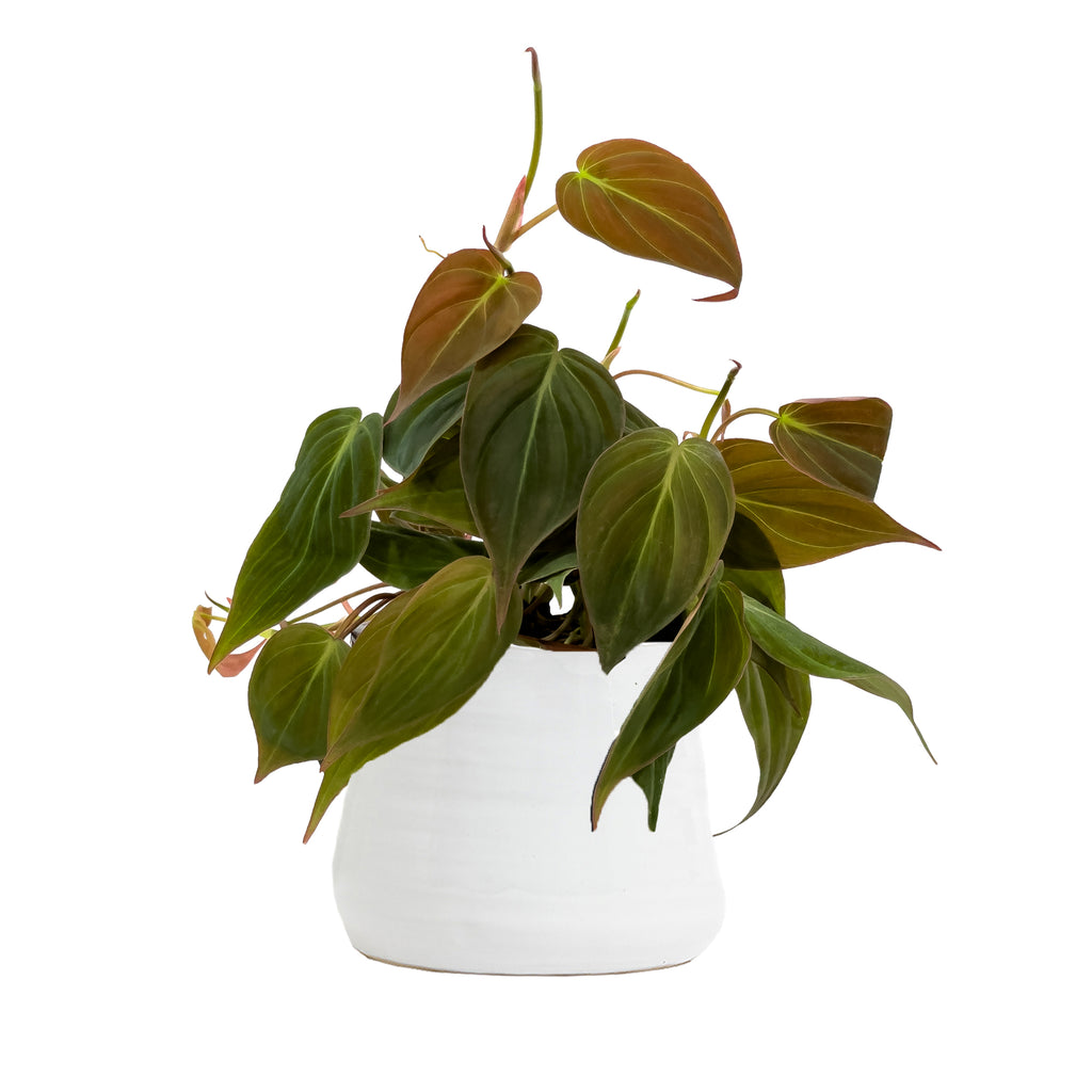 Philodendron Micans Small