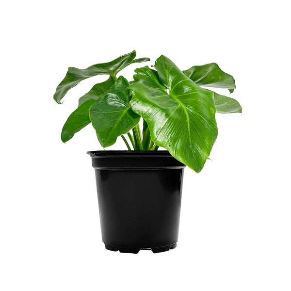 Philodendron Atom Large