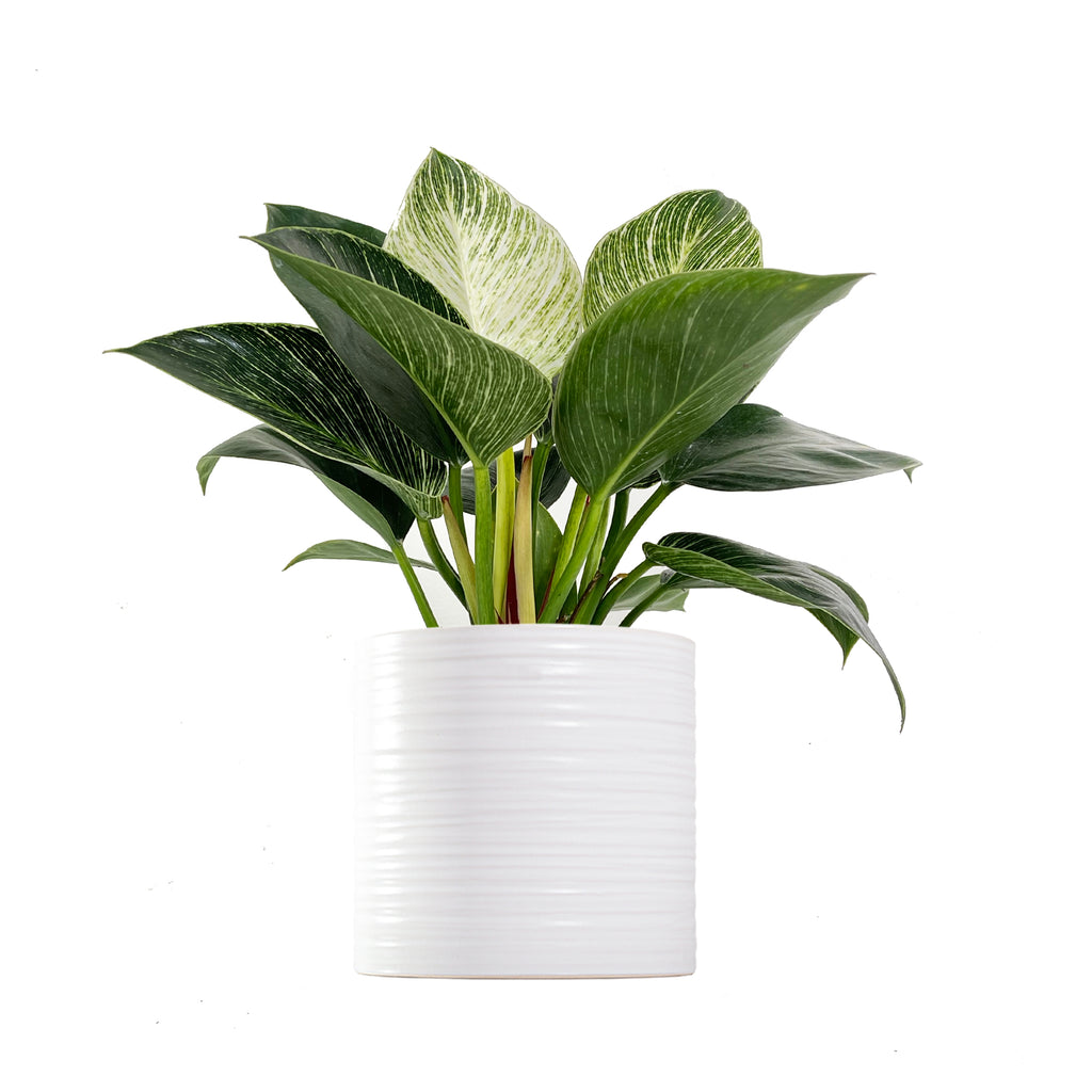 Philodendron Birkin Large