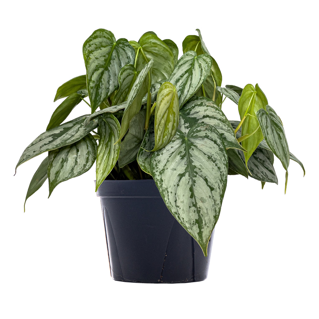 Philodendron Brandtianum Large