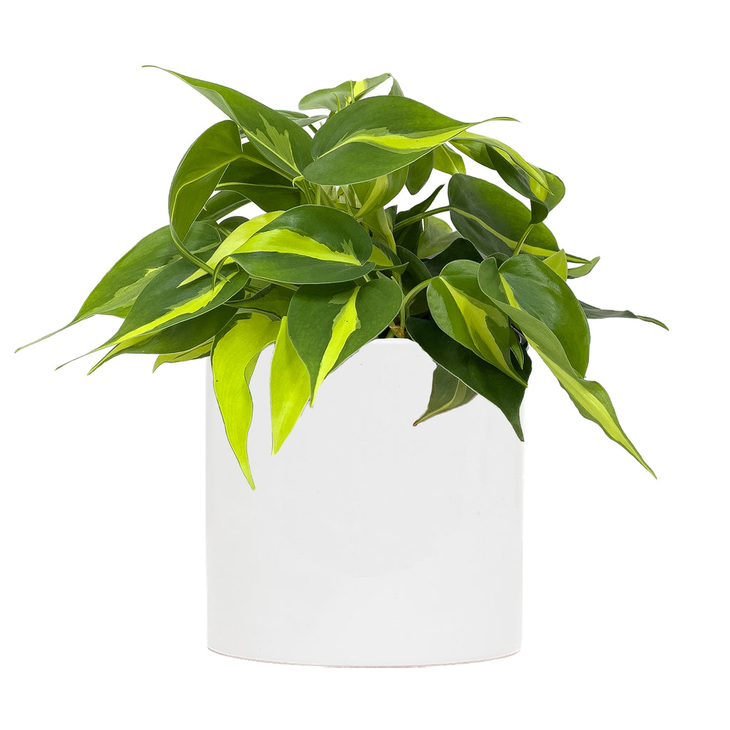 Philodendron Brasil Large
