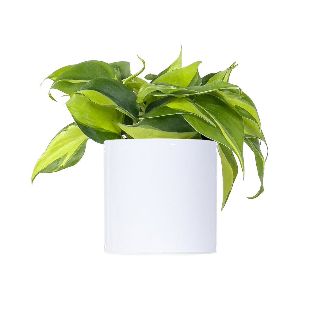 Philodendron Brasil Small
