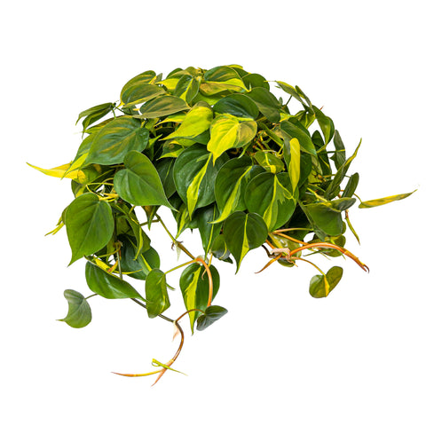 Philodendron Brasil Extra Large