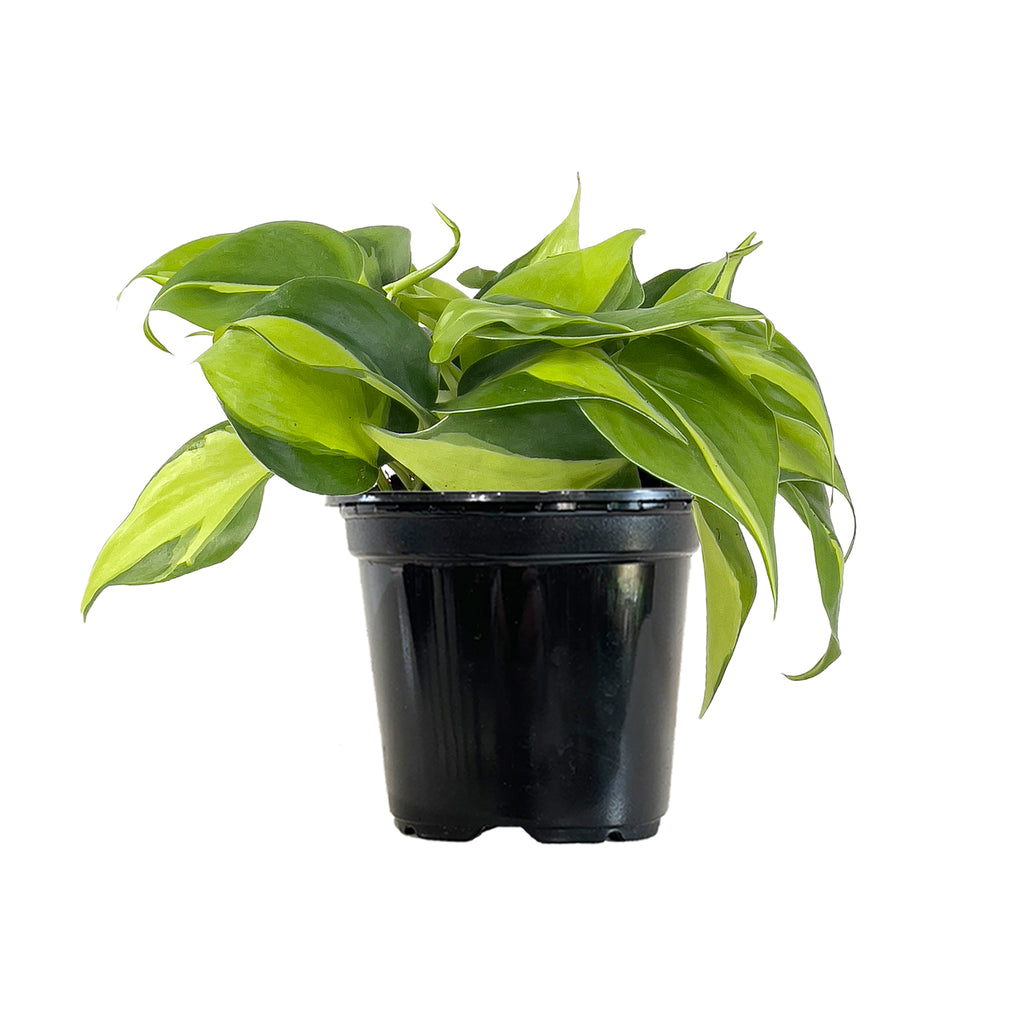 Philodendron Brasil Small