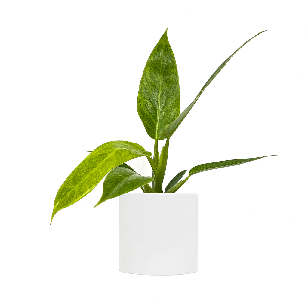 Small Philodendron Calkins Gold