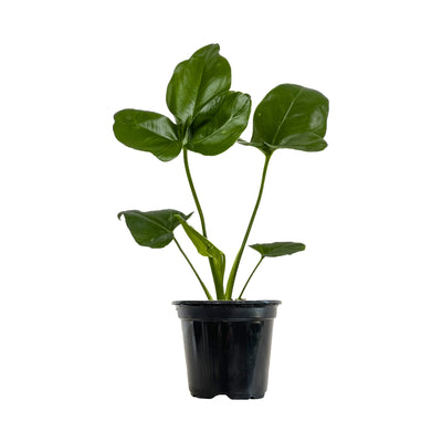 Philodendron Goeldii Small