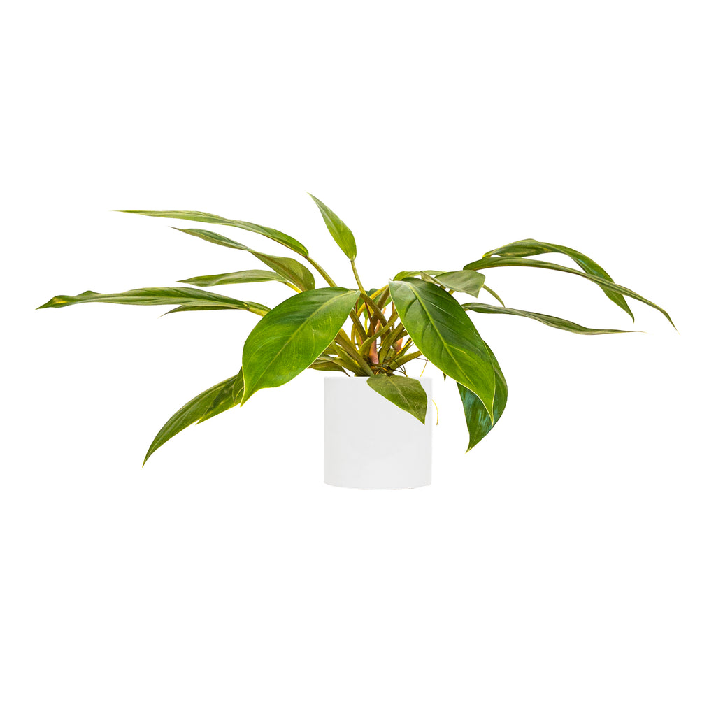 Philodendron Green Melinonii Small