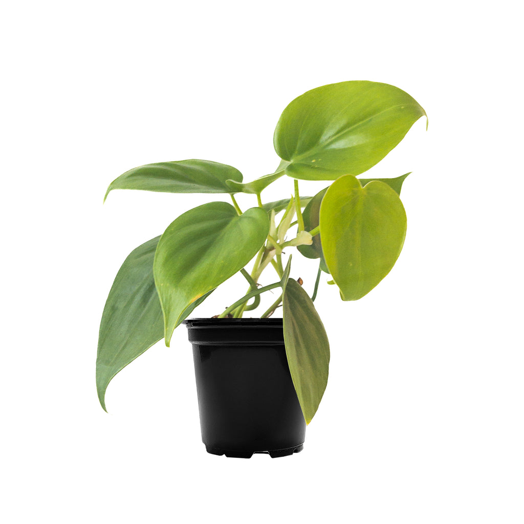 Philodendron Heart Leaf Mini