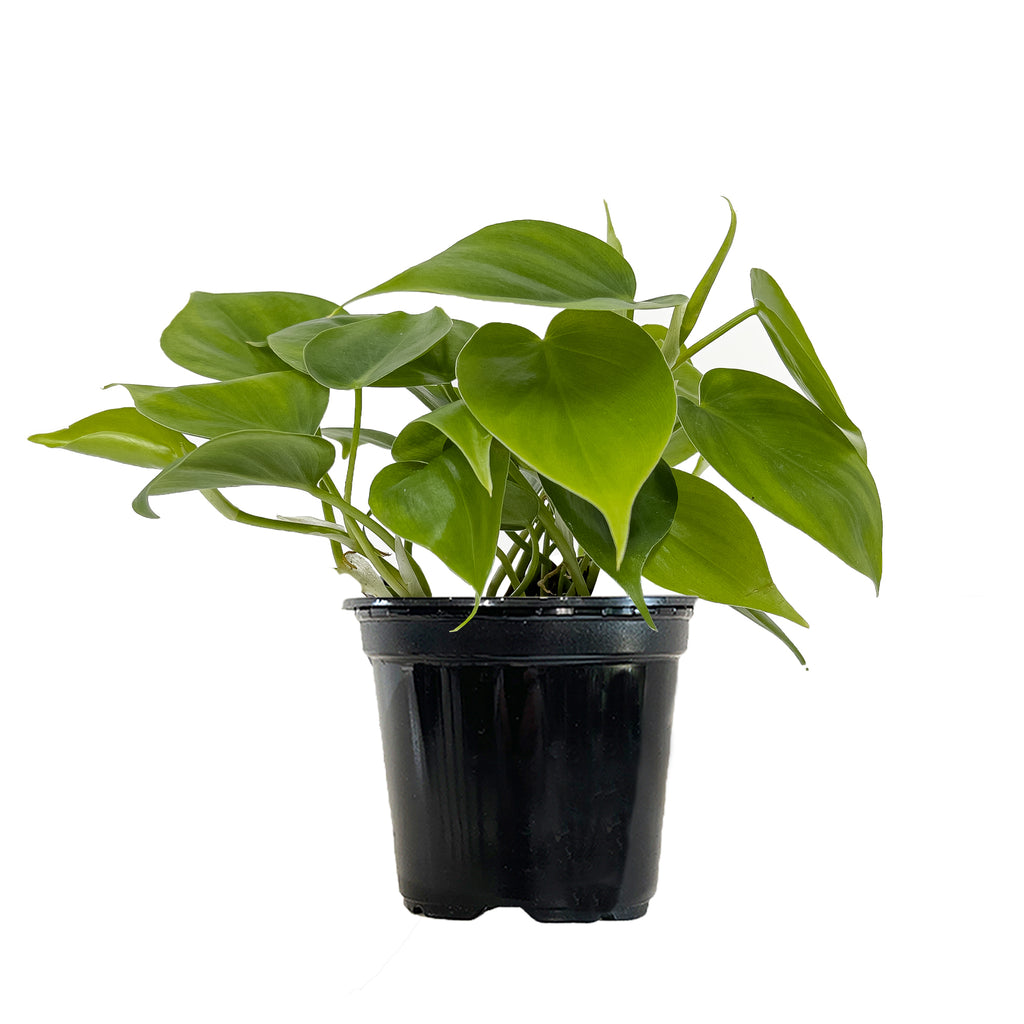 Philodendron Heart Leaf Small