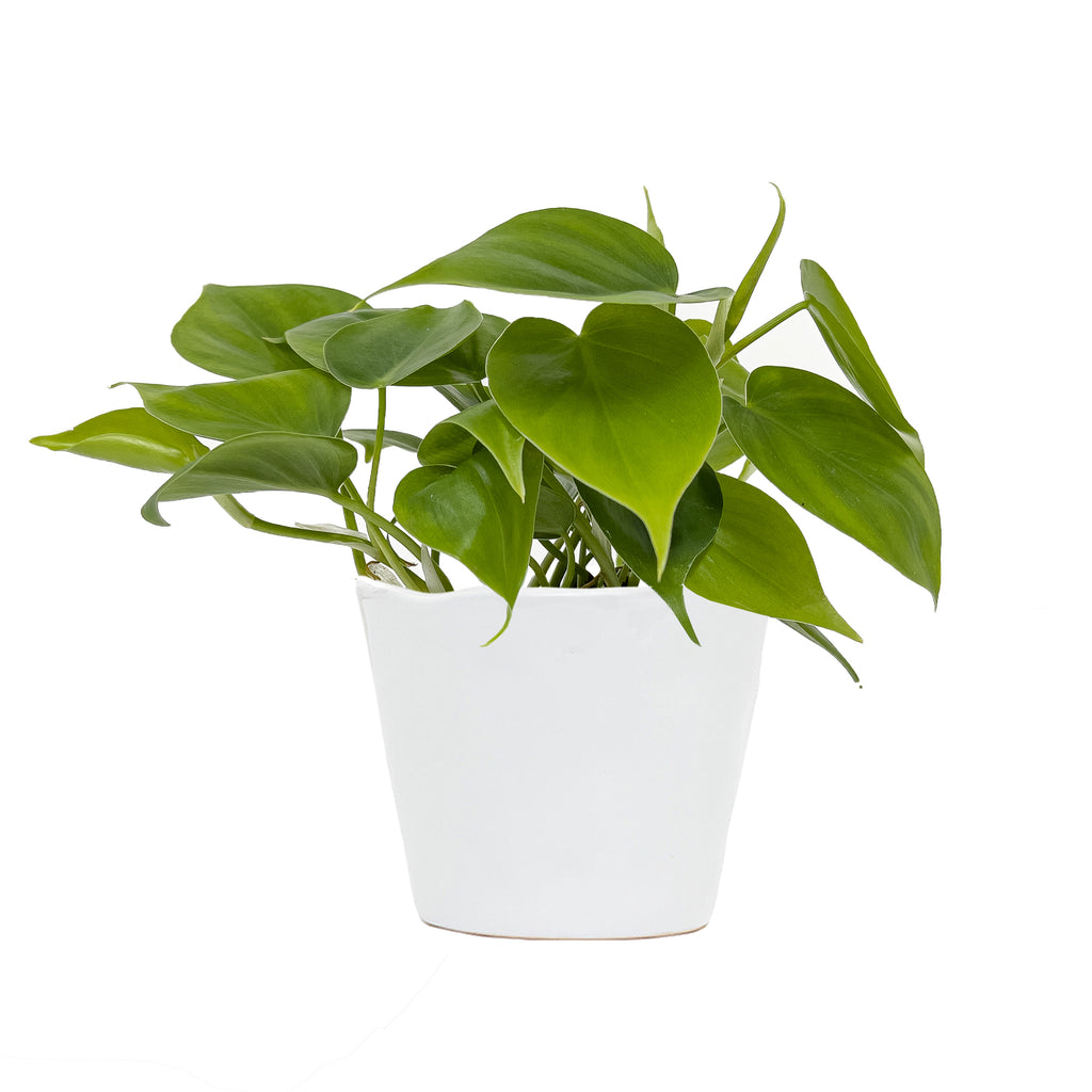 Philodendron Heart Leaf Small
