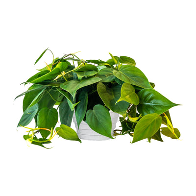Philodendron Heart Leaf Extra Large