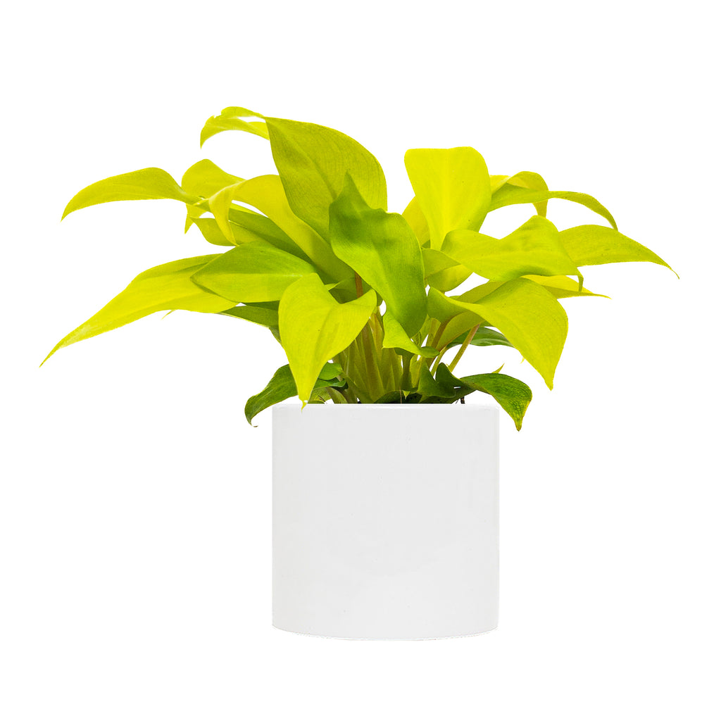 Philodendron Lemon Lime Small