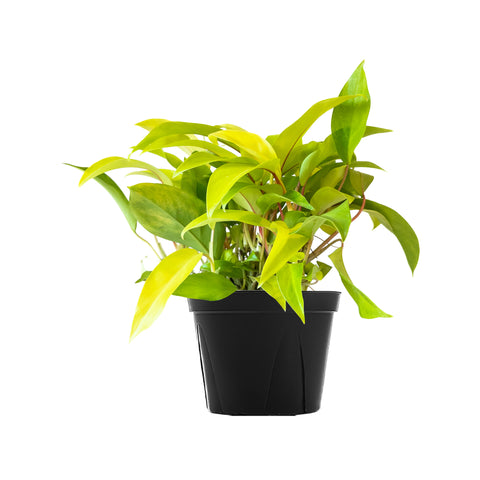 Philodendron Lemon Lime Extra Large