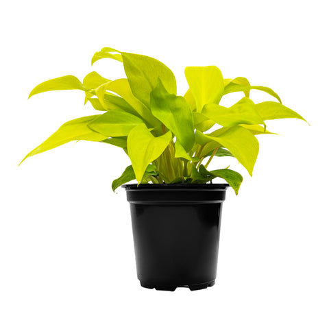 Philodendron Lemon Lime Small