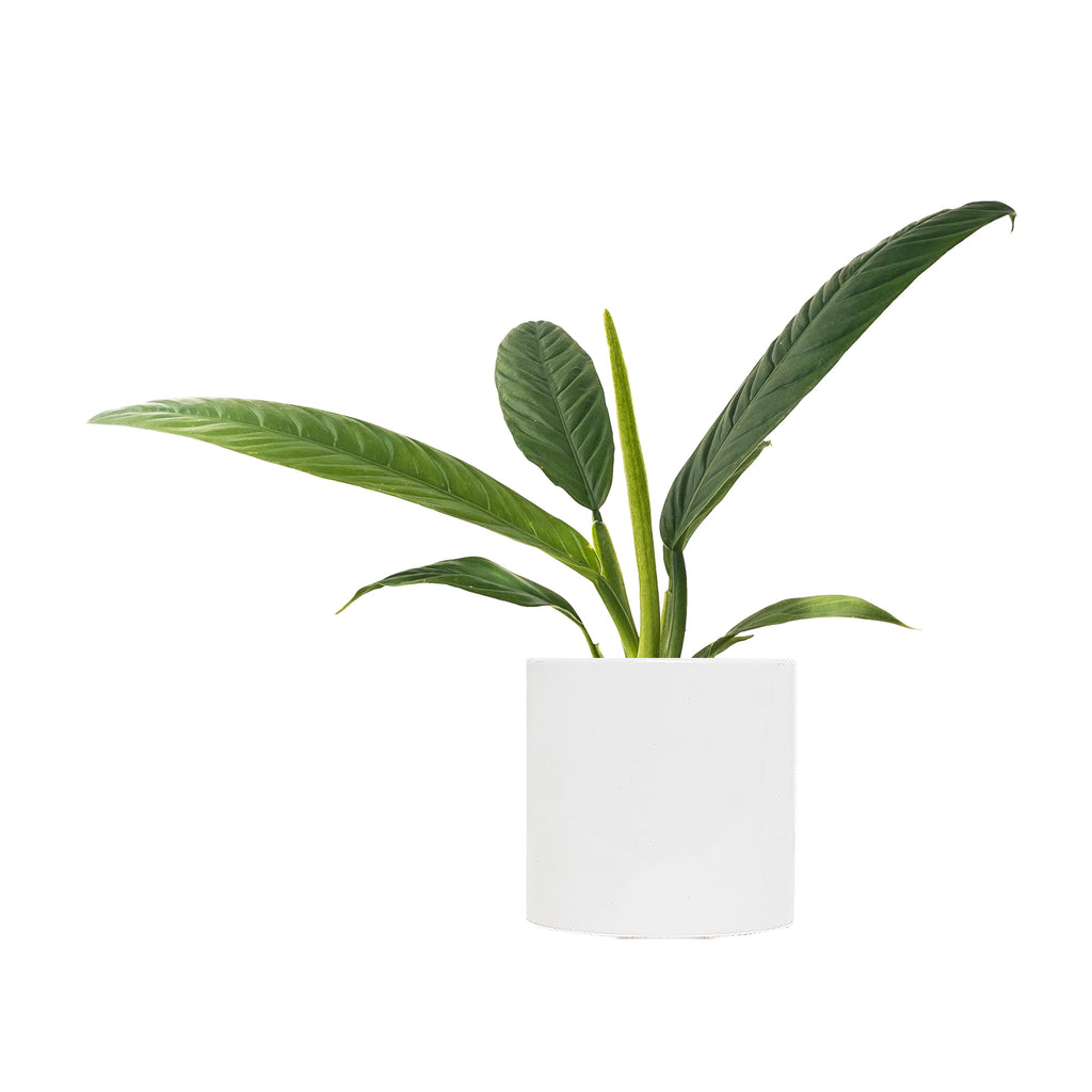 Philodendron 'Lynette' Small